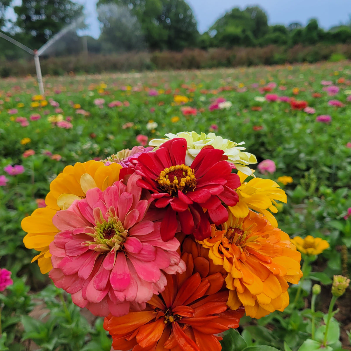 Zinnias (California Giant Zinnias Seeds) – Farmer Dre Supply